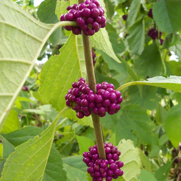American Beautyberry Fruit Seeds