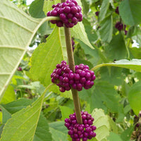 American Beautyberry Fruit Seeds