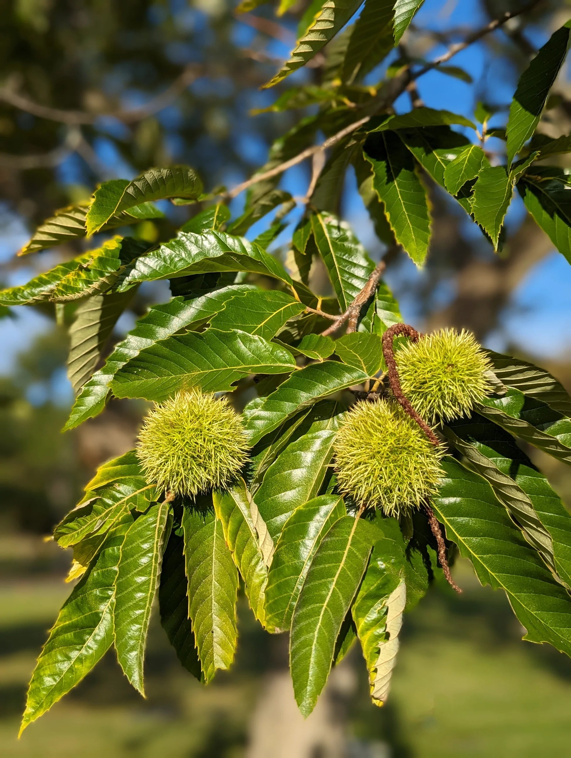 American Chestnut tree seeds for ornamental landscape and backyard planting.