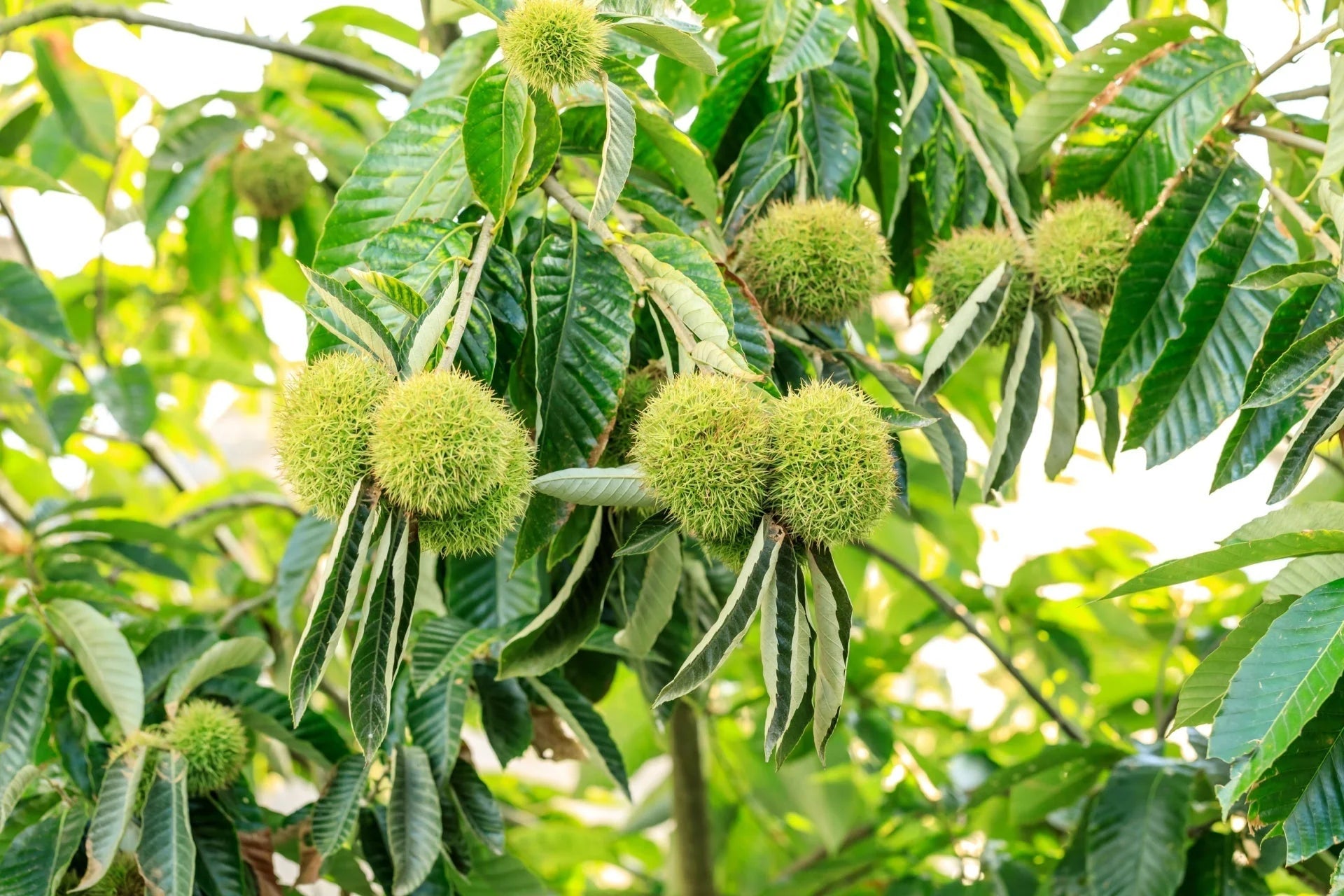 Close-up of American Chestnut Tree seeds suitable for outdoor landscape planting