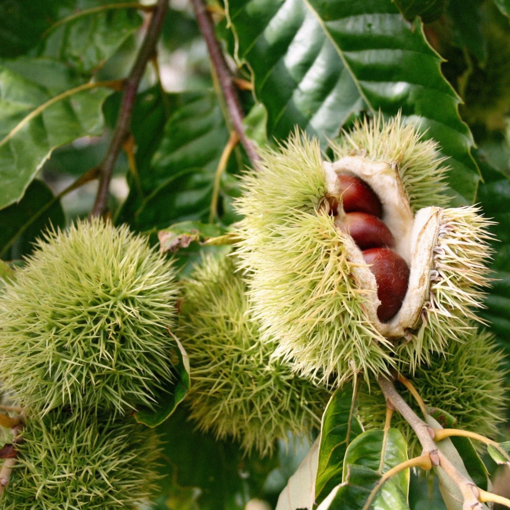 American Chestnut Tree (Castanea dentata) seeds for planting in home landscapes.