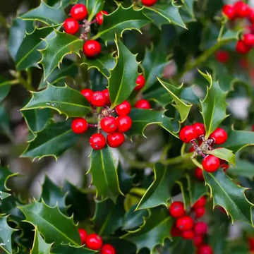 Red Ilex Opaca Plant Seeds - A Hardy and Ornamental Shrub for Your Landscape 100 Pcs pcs