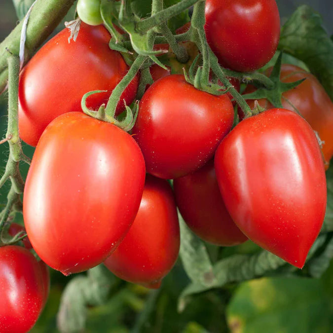 Amish Paste Tomato Vegetable Seeds for Planting - Heirloom & Non-GMO Garden Seeds