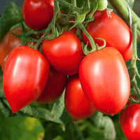 Amish Paste Tomato Seeds for Home Garden Planting | Heirloom Non-GMO