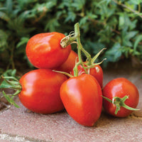 Amish Paste Tomato heirloom seeds for home garden planting