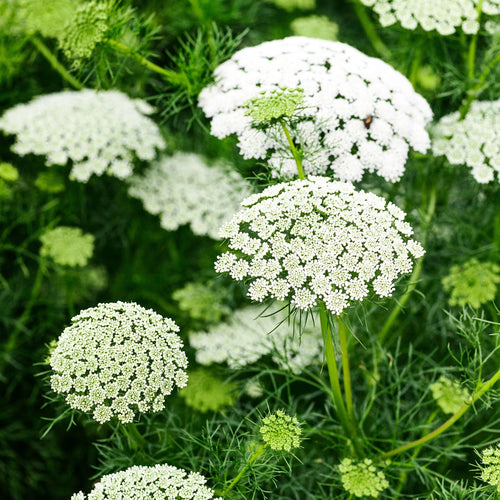 Majus (Majus scientific name) for planting in garden