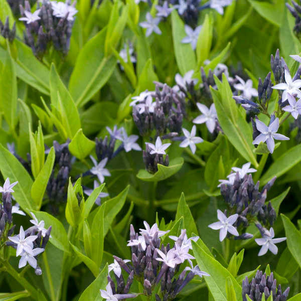 Heirloom Amsonia Flower Seeds, Non-GMO Blue Star Blooms for Low-Maintenance Garden Planting