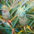 Ananas comosus seeds for growing tropical fruit plants in outdoor gardens.