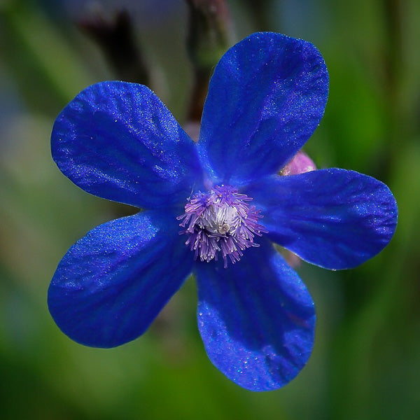 Anchusa Flower Seeds, Heirloom, Non-GMO Seeds for Planting