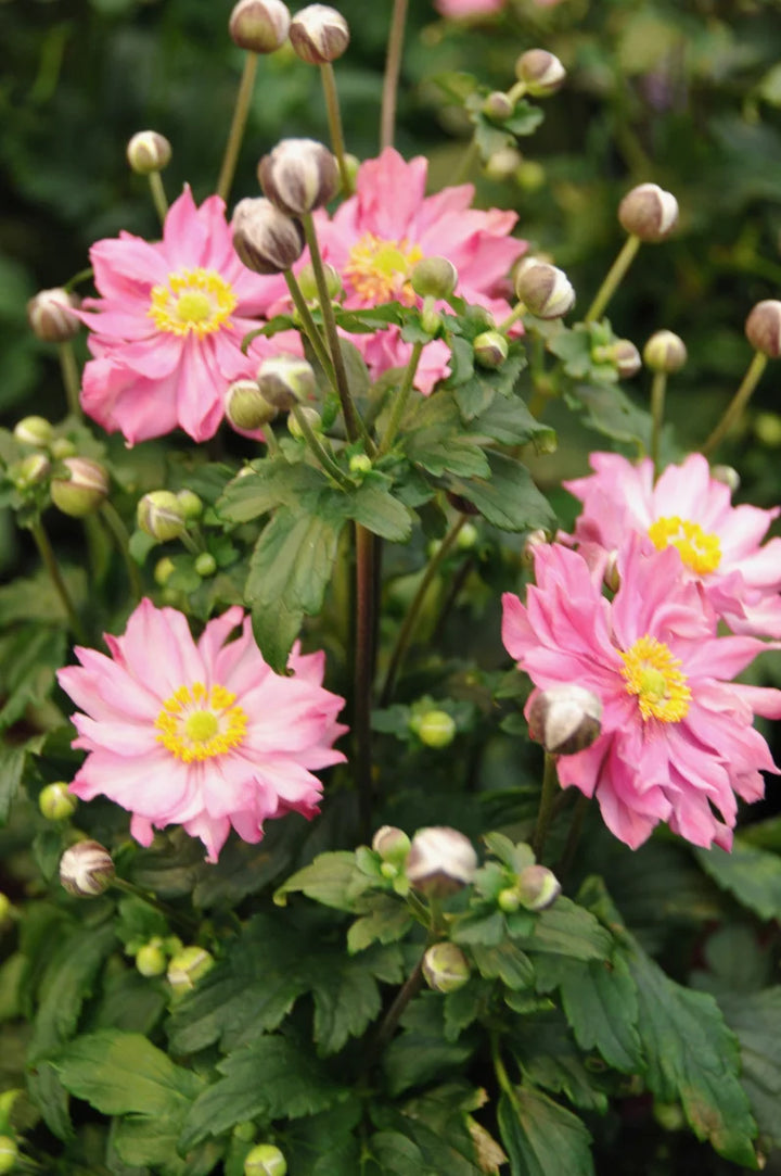 Heirloom Non-GMO Fantasy Pocahontas Anemone Flower Seeds for Planting – Elegant Perennial Garden Blooms
