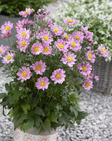 Heirloom Non-GMO Fantasy Pocahontas Anemone Flower Seeds for Planting – Elegant Perennial Garden Blooms - Non-GMO for planting in home garden