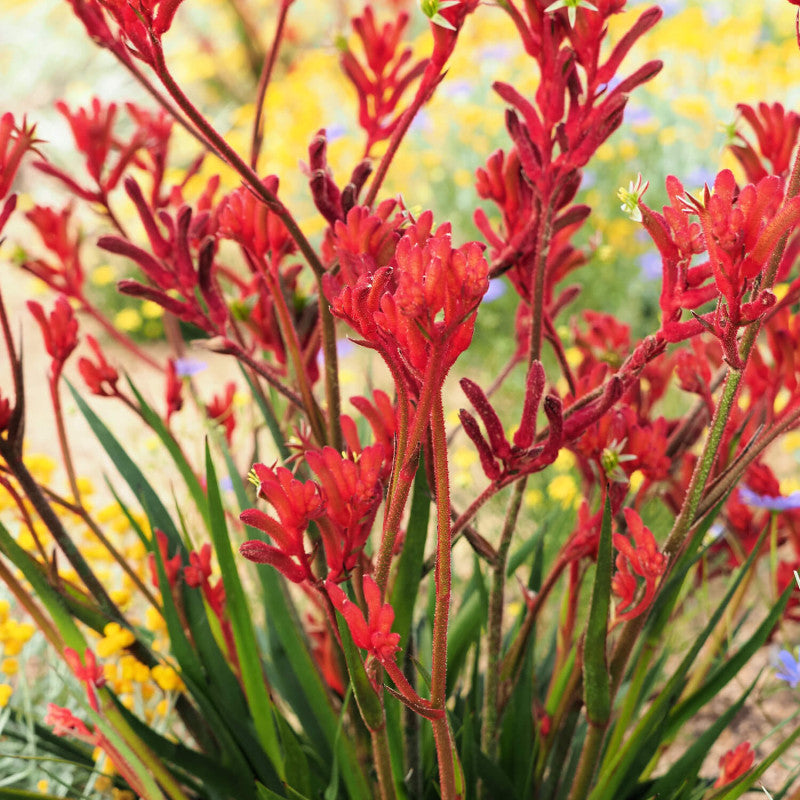Anigozanthos Flavidus Plant Seeds Heirloom Non GMO Planting - 100 pcs