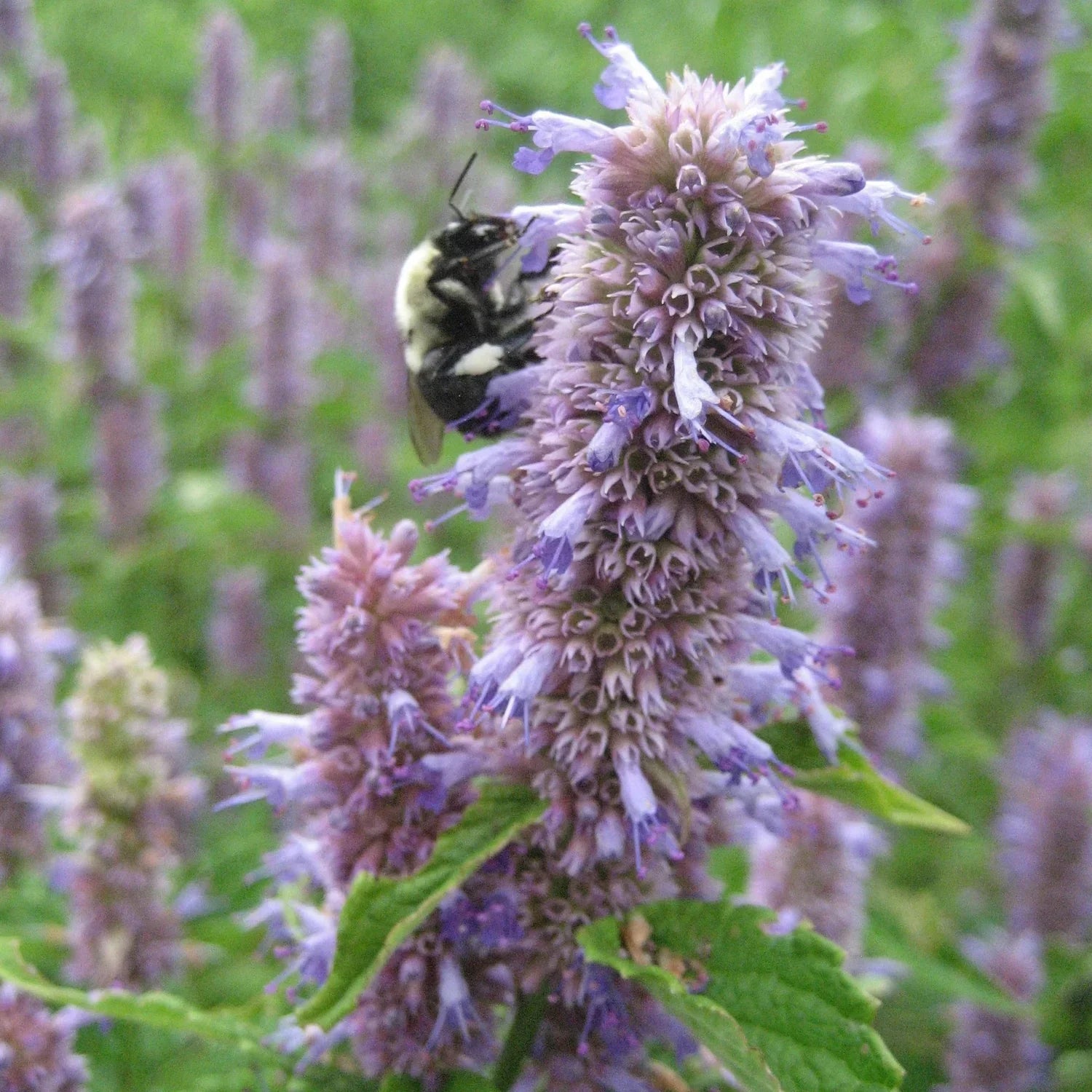 Anise Hyssop Herb Seeds