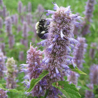 Anise Hyssop Herb Seeds
