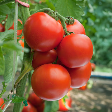 Ripe Anna Russian Tomatoes ready for harvest in a home garden