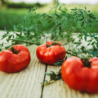 Anna Russian Tomato heirloom seeds for home garden planting
