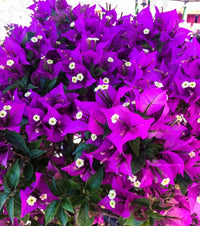 Bougainvillea Flower Seeds for Planting, 100 pcs
