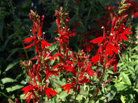 Red Cardinal Flower adding colorful beauty to a pollinator-friendly landscape.