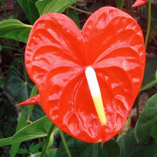 Red Anthurium Flower Seeds for Planting - Heirloom and Non-GMO garden seeds