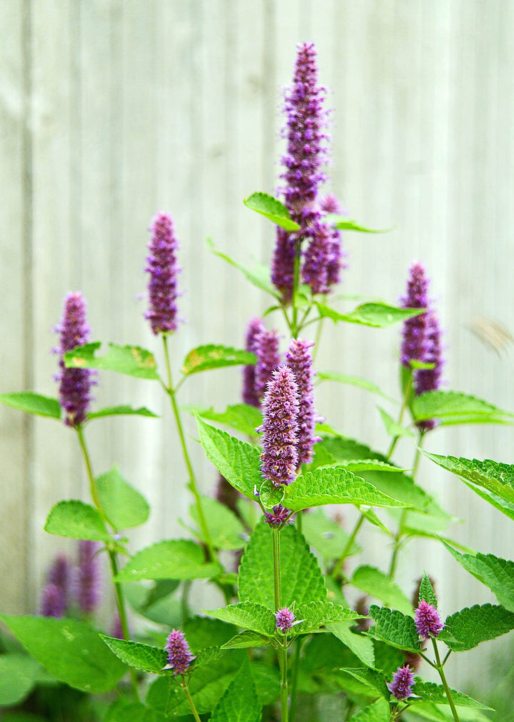 Giant Anise Hyssop Flower Seeds – Heirloom, Non-GMO Herb Seeds for Pollinator-Friendly Planting