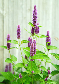 Giant Anise Hyssop Flower Seeds – Heirloom, Non-GMO Herb Seeds for Pollinator-Friendly Planting