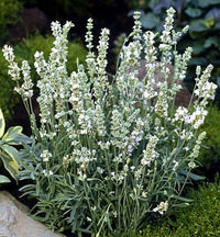 Heirloom Non-GMO White Lavender Seeds – Elegant Blooms for Serene Gardens