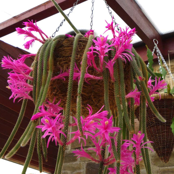 Organic Pink Flagelliformis Plant Seeds for Planting – Heirloom, Non-GMO