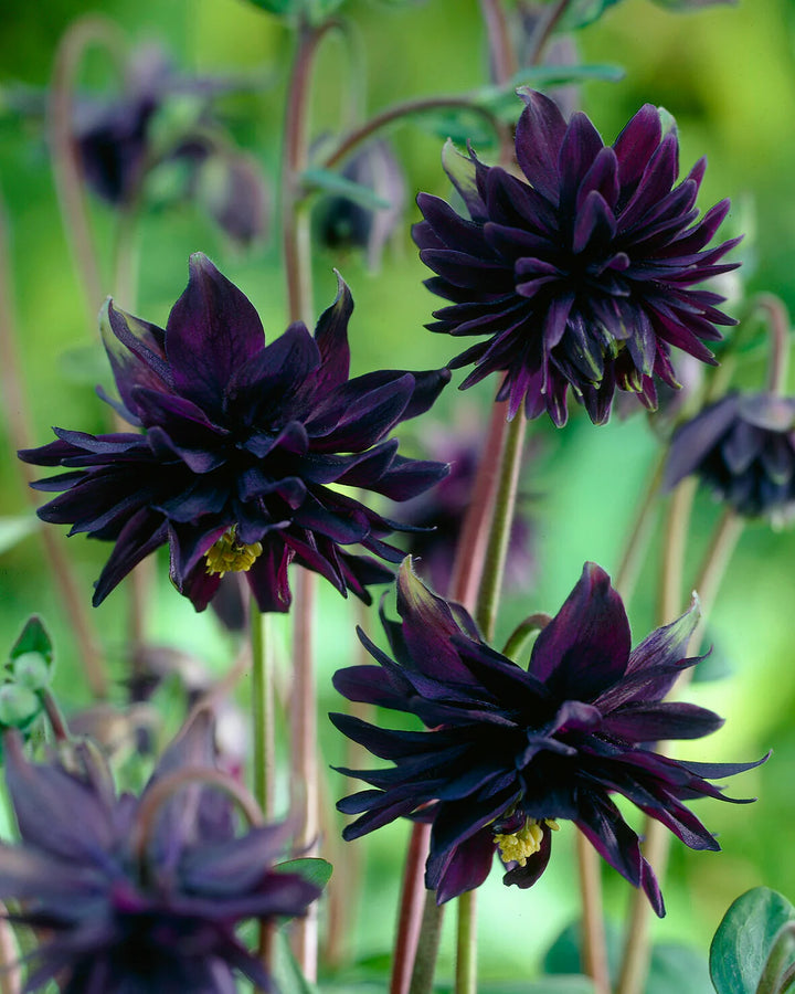 Heirloom Non-GMO Barlow Flower Seeds for Planting – Unique Double-Bloom Ornamental Garden Flowers