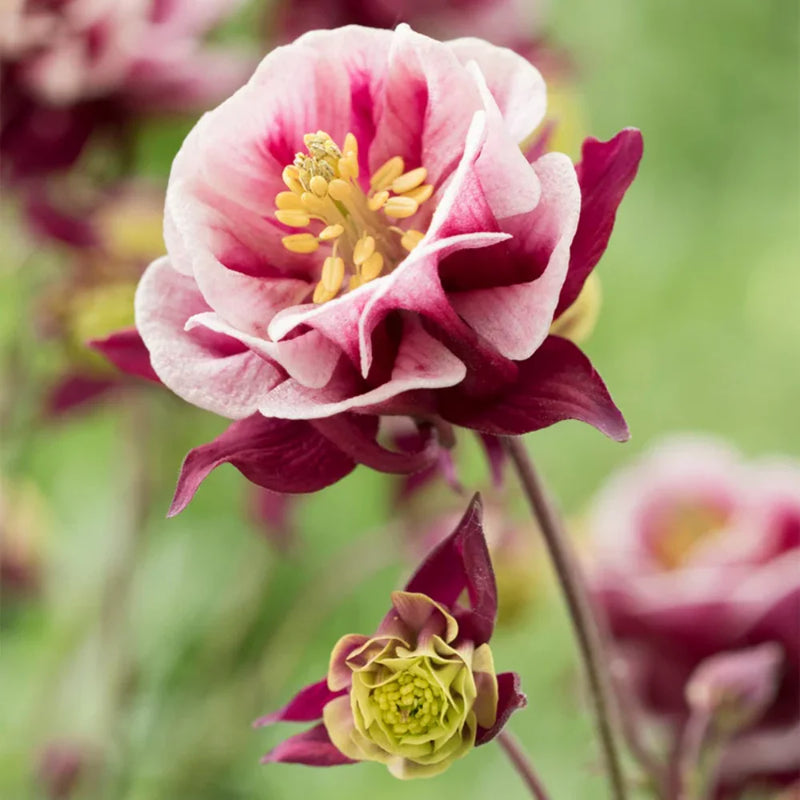 Heirloom Winky Double Flower Seeds for Garden Planting, Non-GMO, Blooms for Shade Gardens