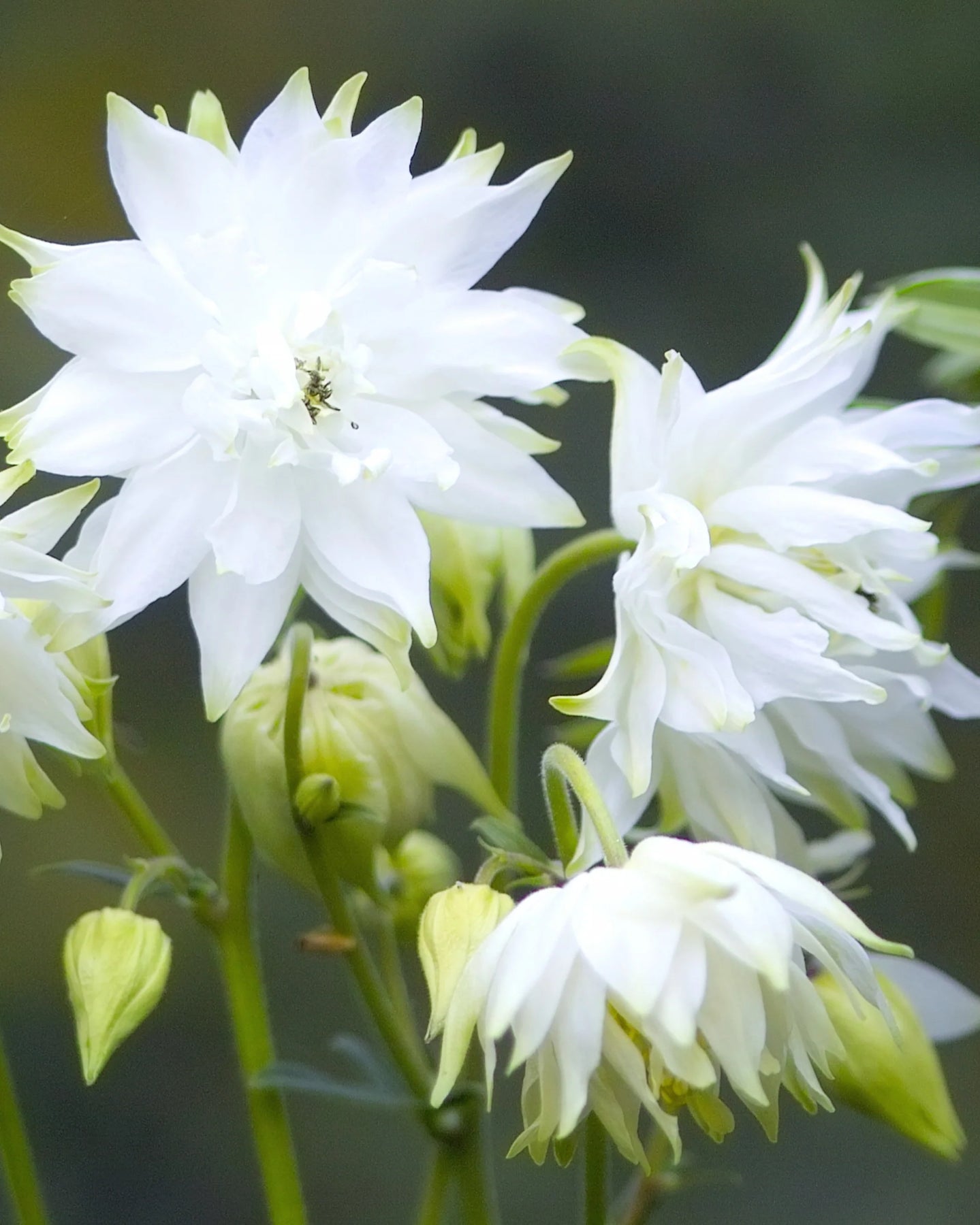 Heirloom Barlow Columbine Flower Seeds for Planting, Non-GMO - Barlow for planting in home garden