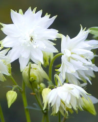 Heirloom Barlow Columbine Flower Seeds for Planting, Non-GMO - Barlow for planting in home garden