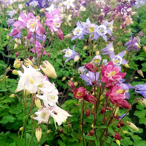 Columbine Biedermeier Flower Seeds for Planting - 100 pcs