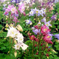 Columbine Biedermeier Flower Seeds for Planting - 100 pcs