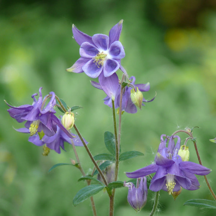 Blue Aquilegia Flower Seeds for Planting â€“ NON GMO Seeds
