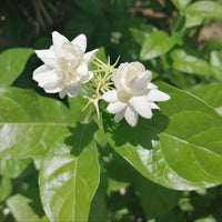 Arabian Jasmine flower seeds for planting with fragrant white blooms