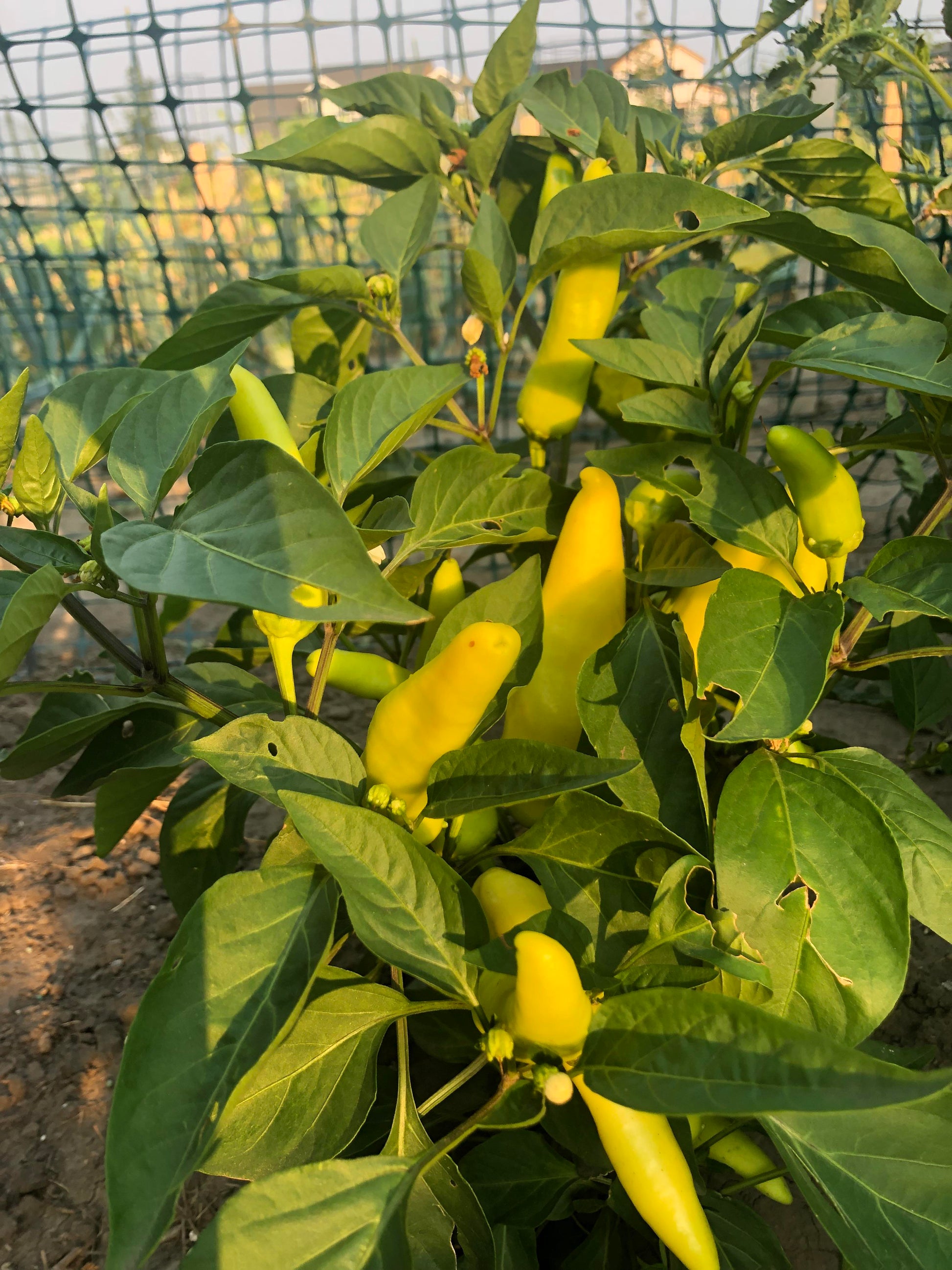 Yellow Bedder Macedonian Pepper Seeds for Planting heirloom & Non-GMO Seeds