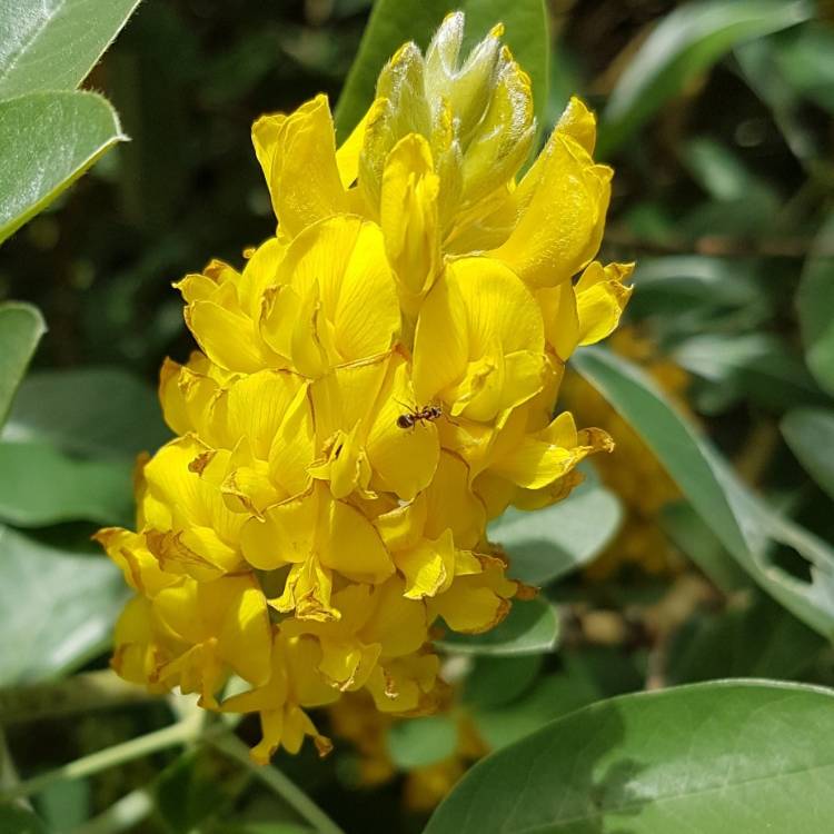 Heirloom Argyrocytisus Flower Seeds, Non-GMO Ornamental Shrub Blooms for Colorful Garden Planting for planting in home garden