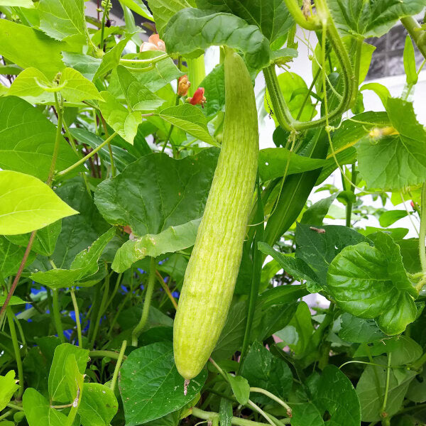 Trichosanthes Cucumerina Vegetable Seeds for Planting heirloom & Non-GMO Seeds