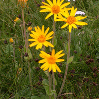 Arnica montana flower seeds suitable for rock gardens, borders, and containers.