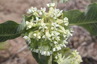 Heirloom Non-GMO Asclepias Arenaria Plant Seeds for Planting – Drought-Tolerant Pollinator-Friendly Blooms