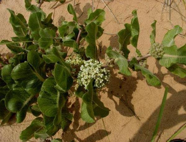 Heirloom Non-GMO Asclepias Arenaria Plant Seeds for Planting – Drought-Tolerant Pollinator-Friendly Blooms