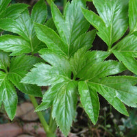Ashitaba green leaf seeds suitable for kitchen gardens and containers.