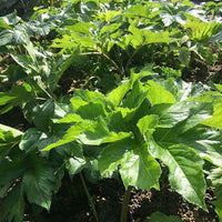 Ashitaba vegetable seeds for planting in home gardens