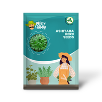 Ashitaba Japanese Green Vegetable Seeds for Garden Planting