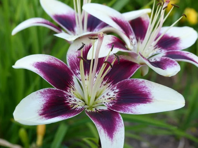 Perennial lily flowers growing in a colorful outdoor landscape
