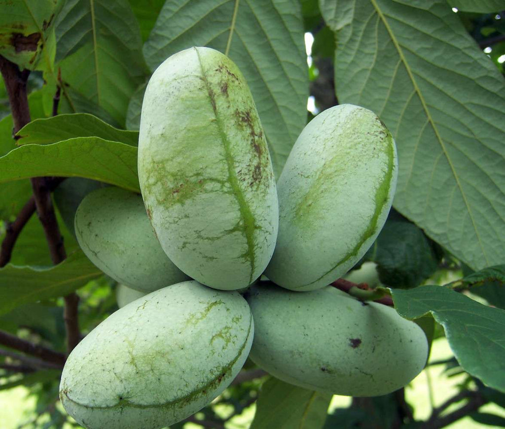 Asimina Triloba pawpaw seeds for planting in a home garden