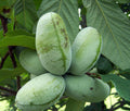 Asimina Triloba pawpaw seeds for planting in a home garden
