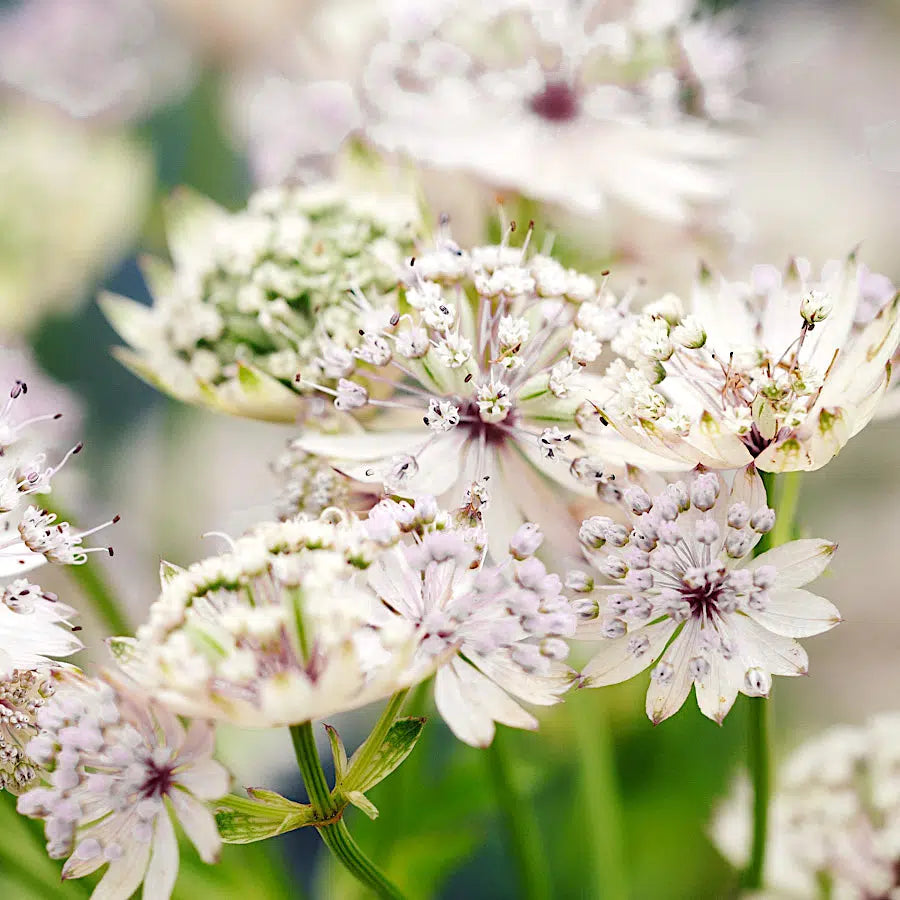 Heirloom Non-GMO Major Astrantia Flower Seeds for Planting – Unique Starry Perennial Garden Blooms
