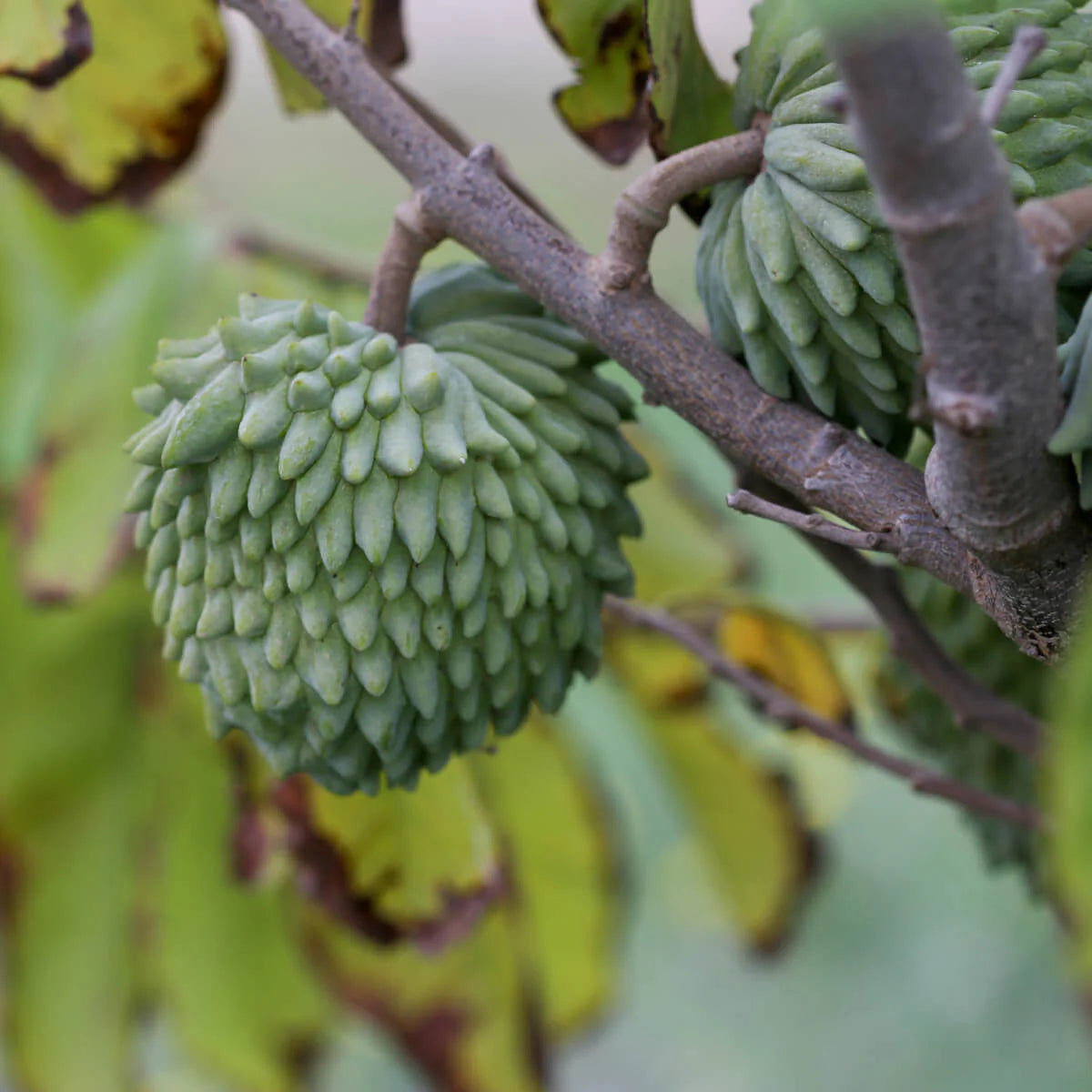 Atemoya Fruit Seeds
