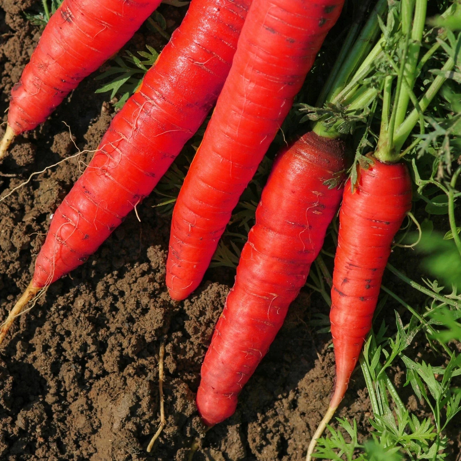 Atomic Red Carrots Growing in Home Vegetable Garden